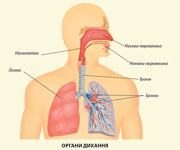 Органи дихання людини